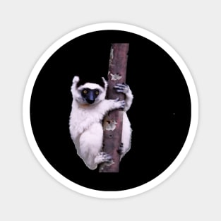 Cute Sifaka Lemur monkey clinging to a tree Magnet